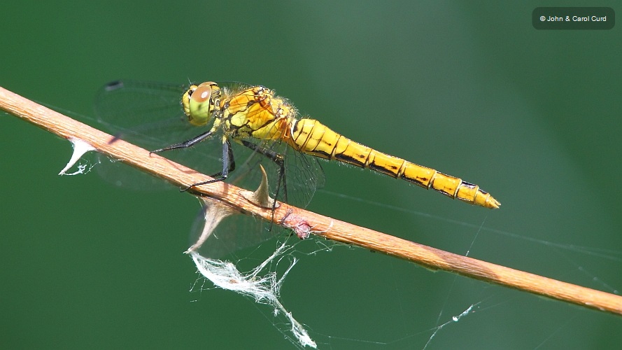 J01_3351 Sympetrum sanguineum female.JPG